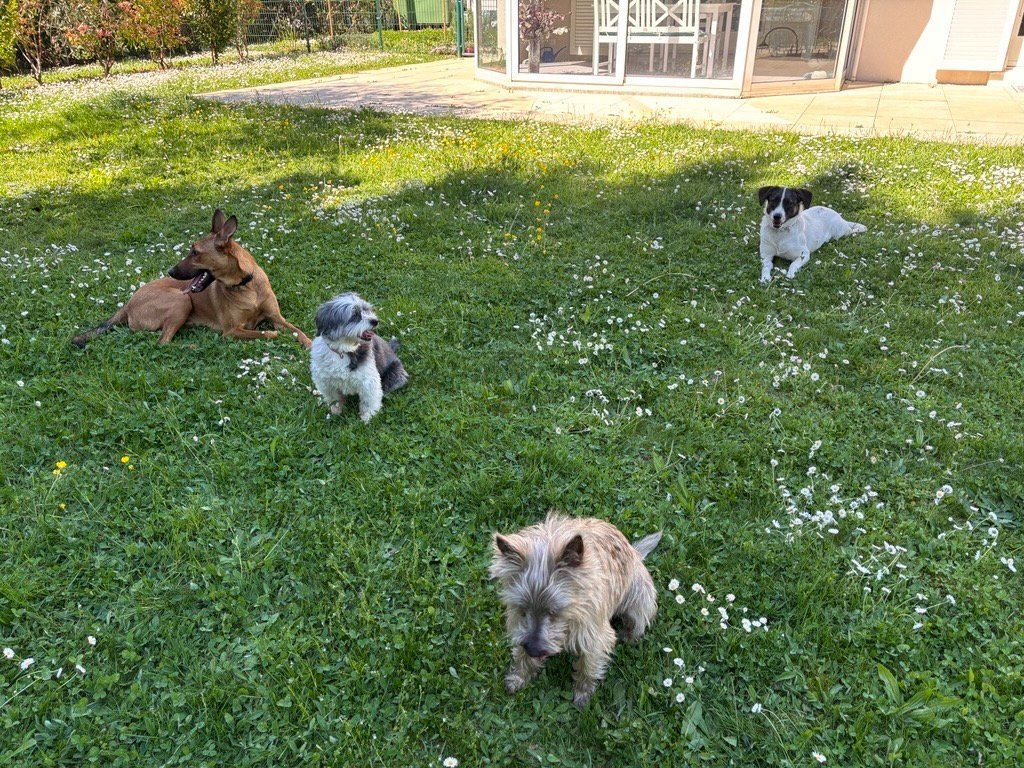 Plusieurs chiens en détente dans un jardin fleuri