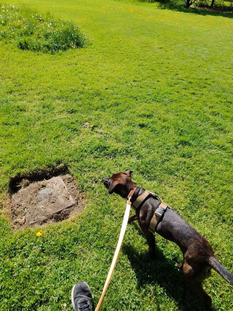 Marche en laisse en milieu ouvert avec un chien en harnais