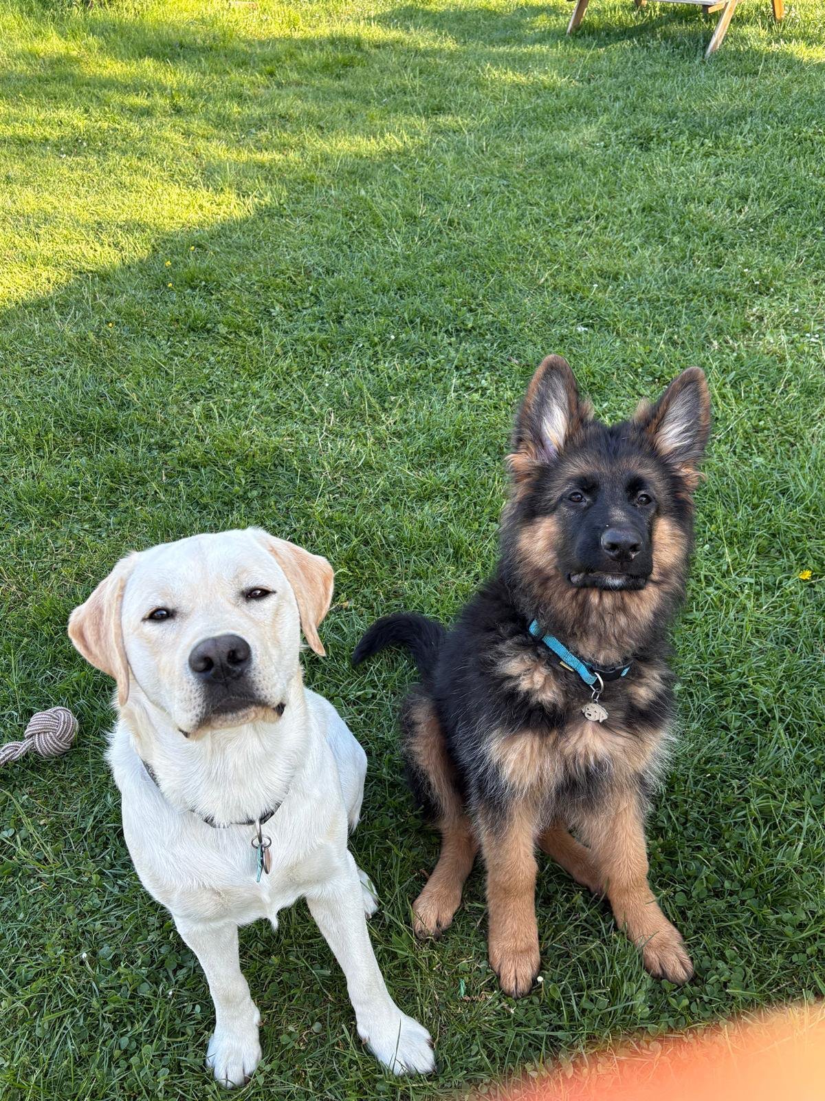 Labrador beige et chiot Berger Allemand poil long assis côte à côte