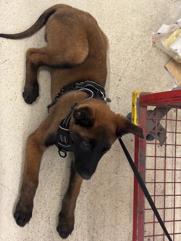 Jeune chiot Malinois en travail intérieur