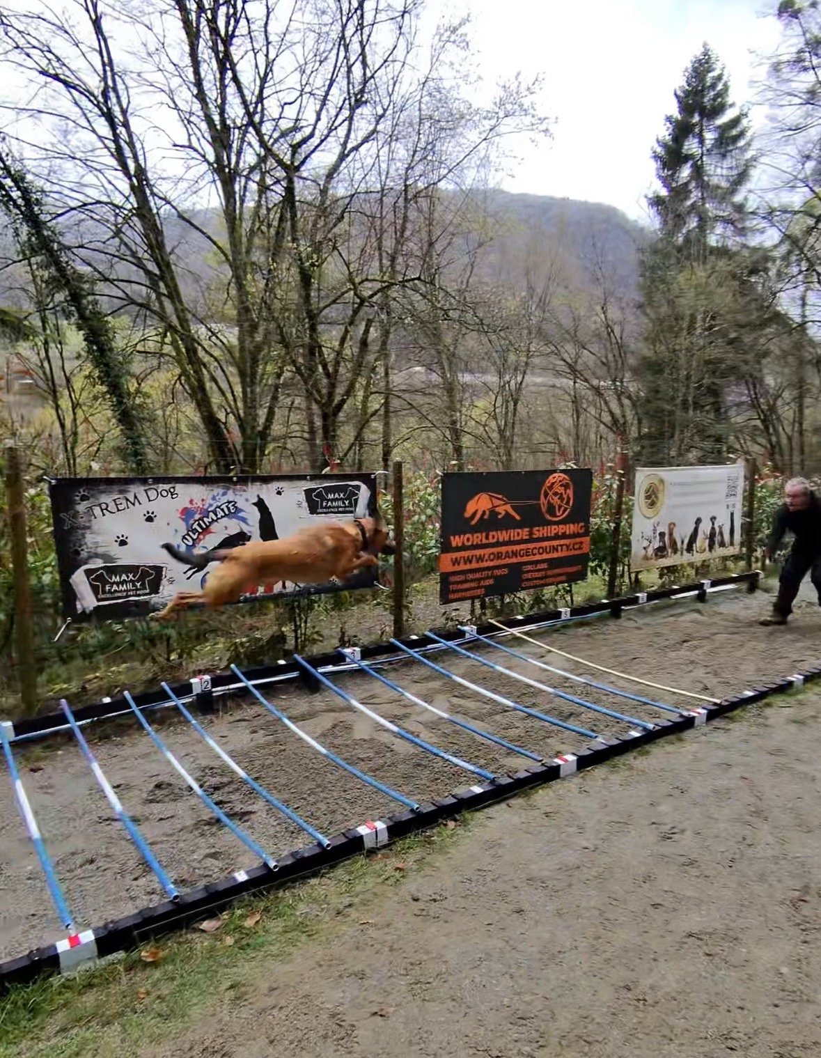 Chien en plein saut d'obstacle lors d'une compétition
