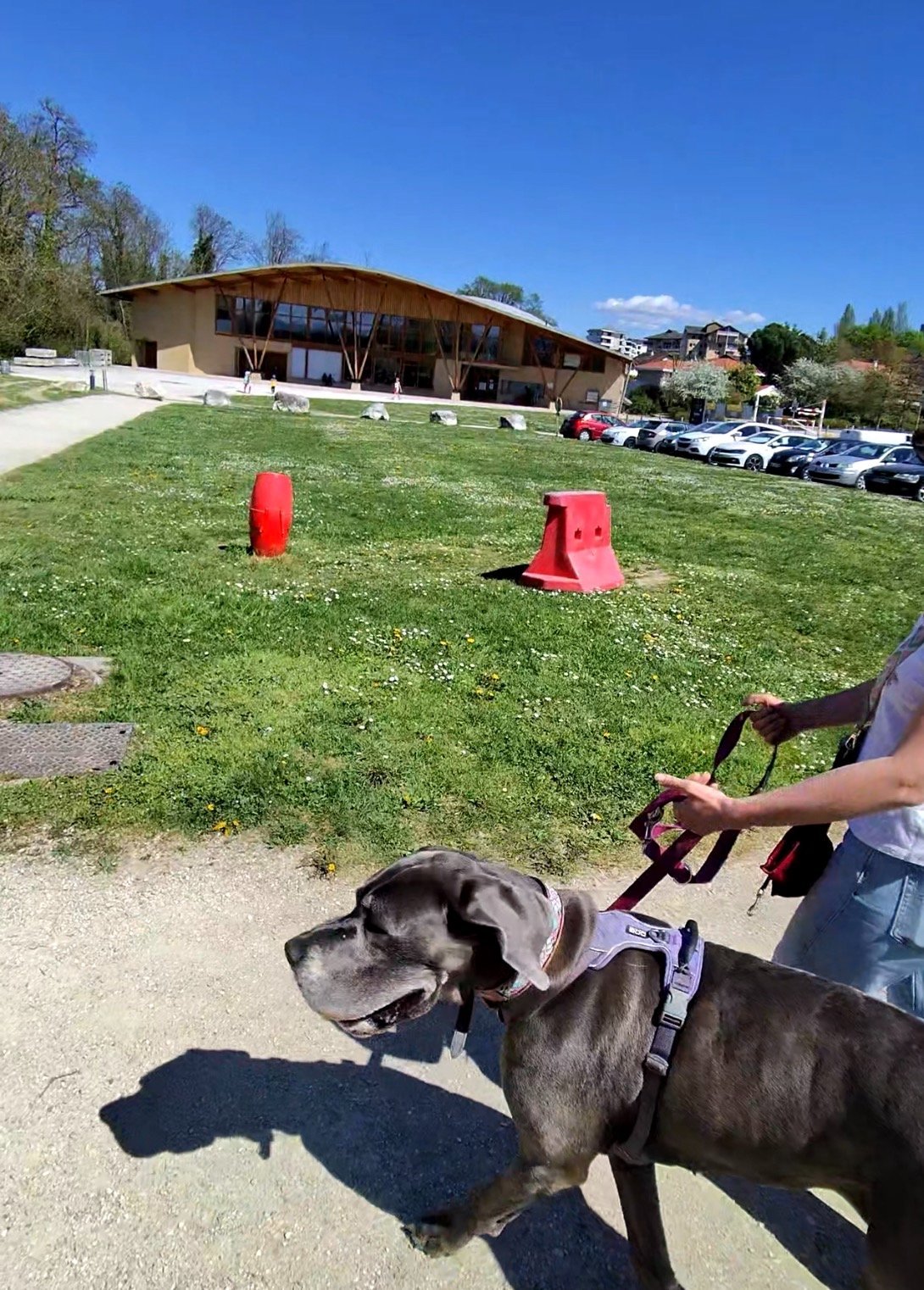 Cane Corso en laisse en environnement urbain