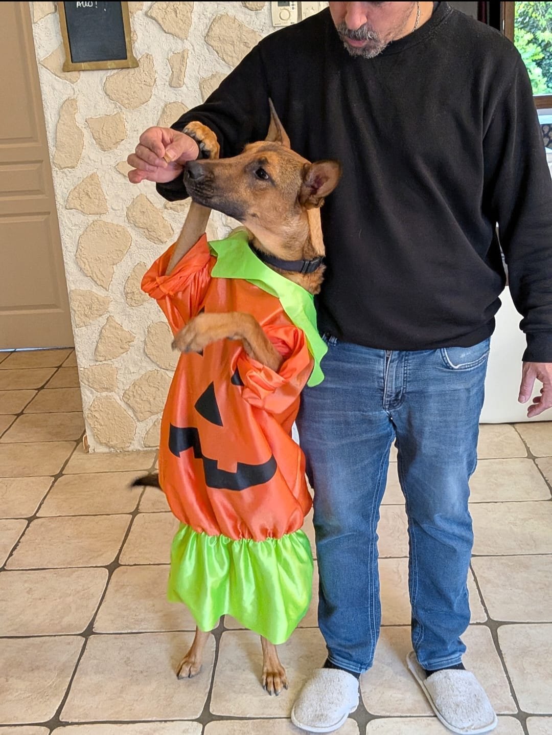 Falcon en costume de citrouille pour Halloween