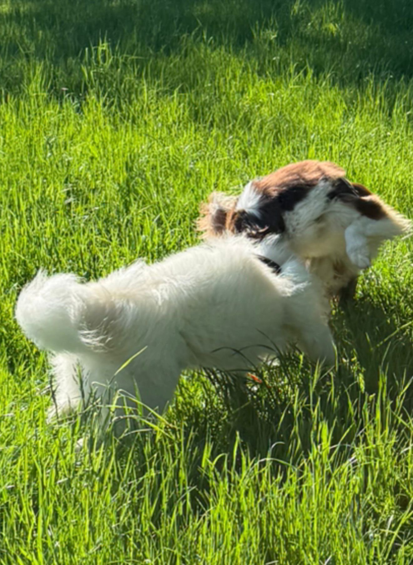 Cocker en exploration libre dans l'herbe haute