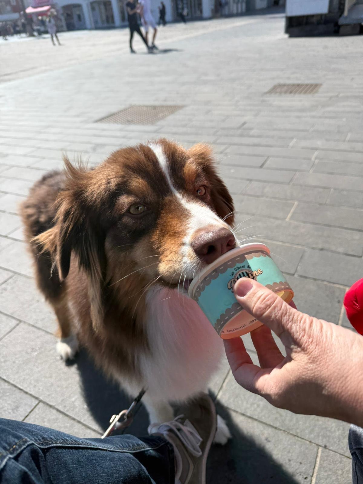 Berger Australien dégustant une glace pour chien en ville