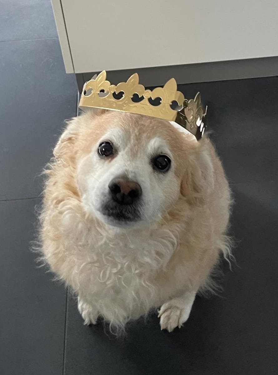 Petit chien crème portant une couronne dorée