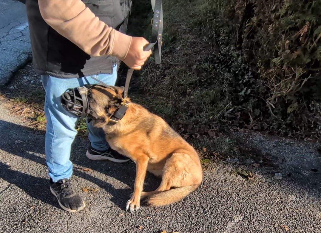 Comportementaliste canin — traitement des troubles en Haute-Savoie